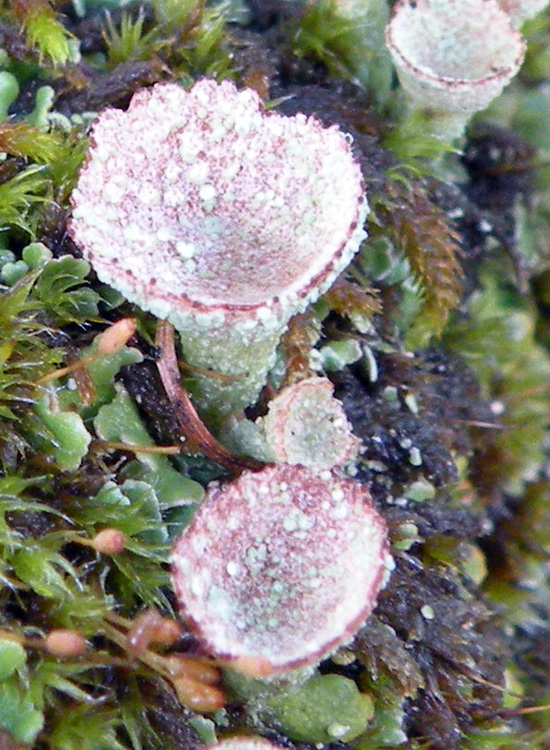 Tutte Cladonia pyxidata?